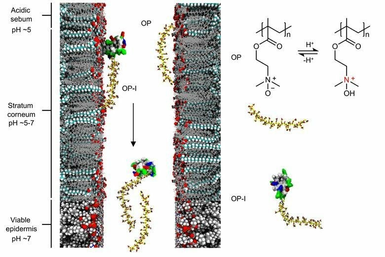 membrane insuline 01