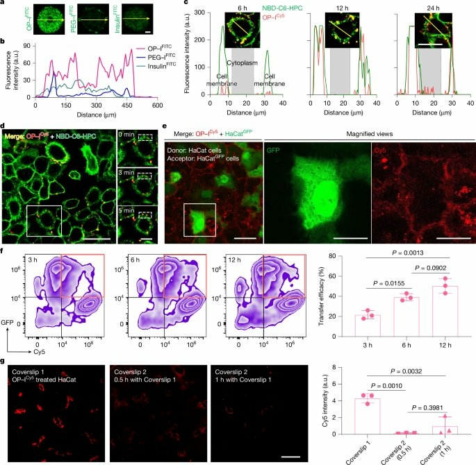 membrane insuline 02