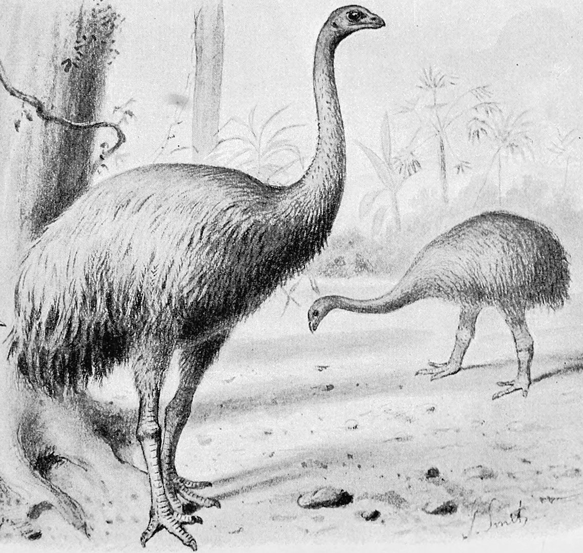 Moa gÃ©ant wikipedia