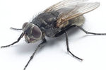 Mouche