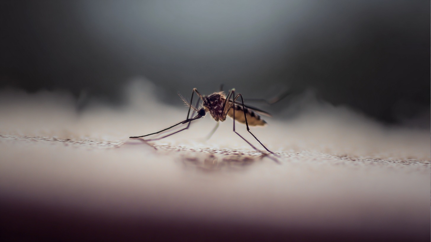 moustique