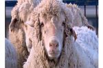 mouton mi animal mi homme génétique (Small)