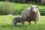 mouton