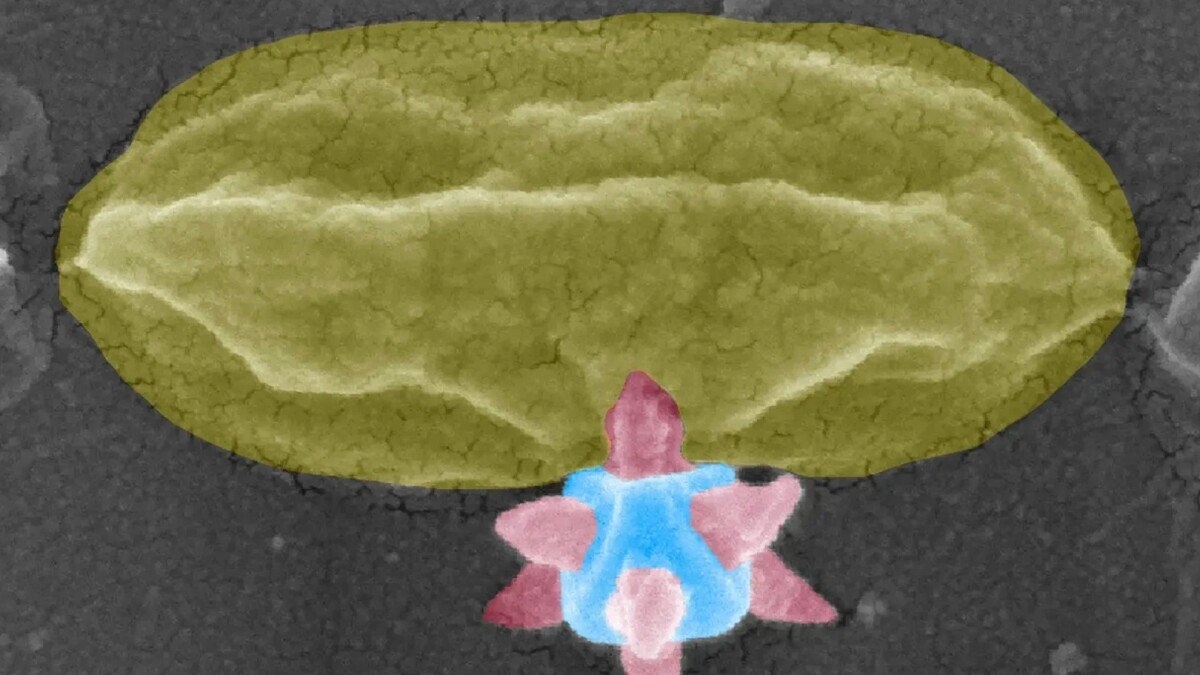 Nano MOF tueur bacterie