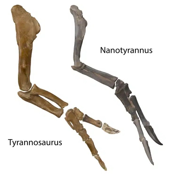 nanotyrannus 04