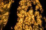 nanparticules or