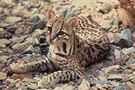 Ocelot