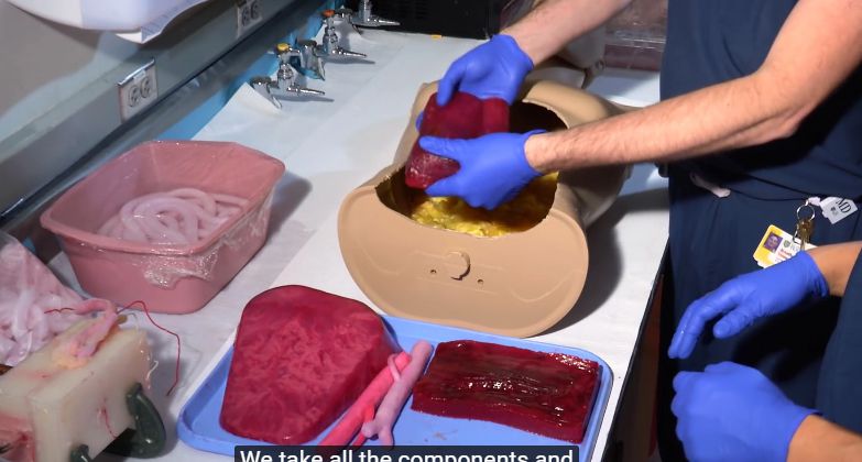 organes imprimÃ©s 3D