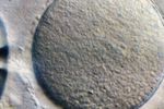ovule