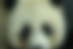 panda.