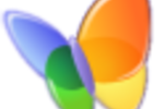 papillon_MSN
