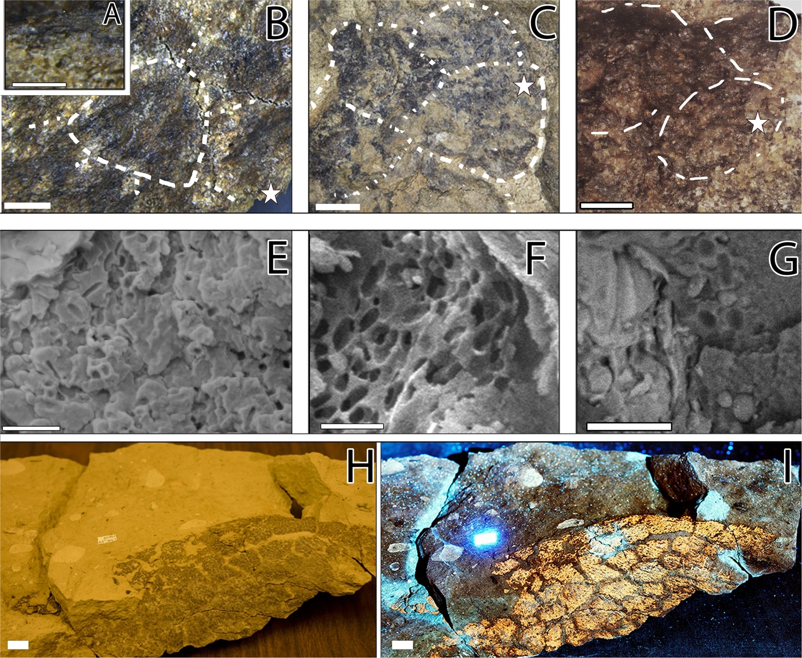 peau fossile couleur melanosome