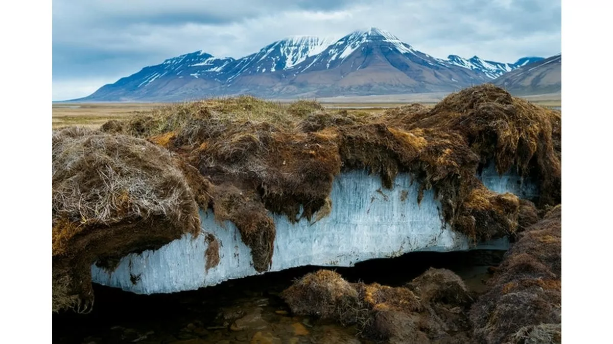 Des scientifiques font renaitre un ver congelé depuis 46 000 ans