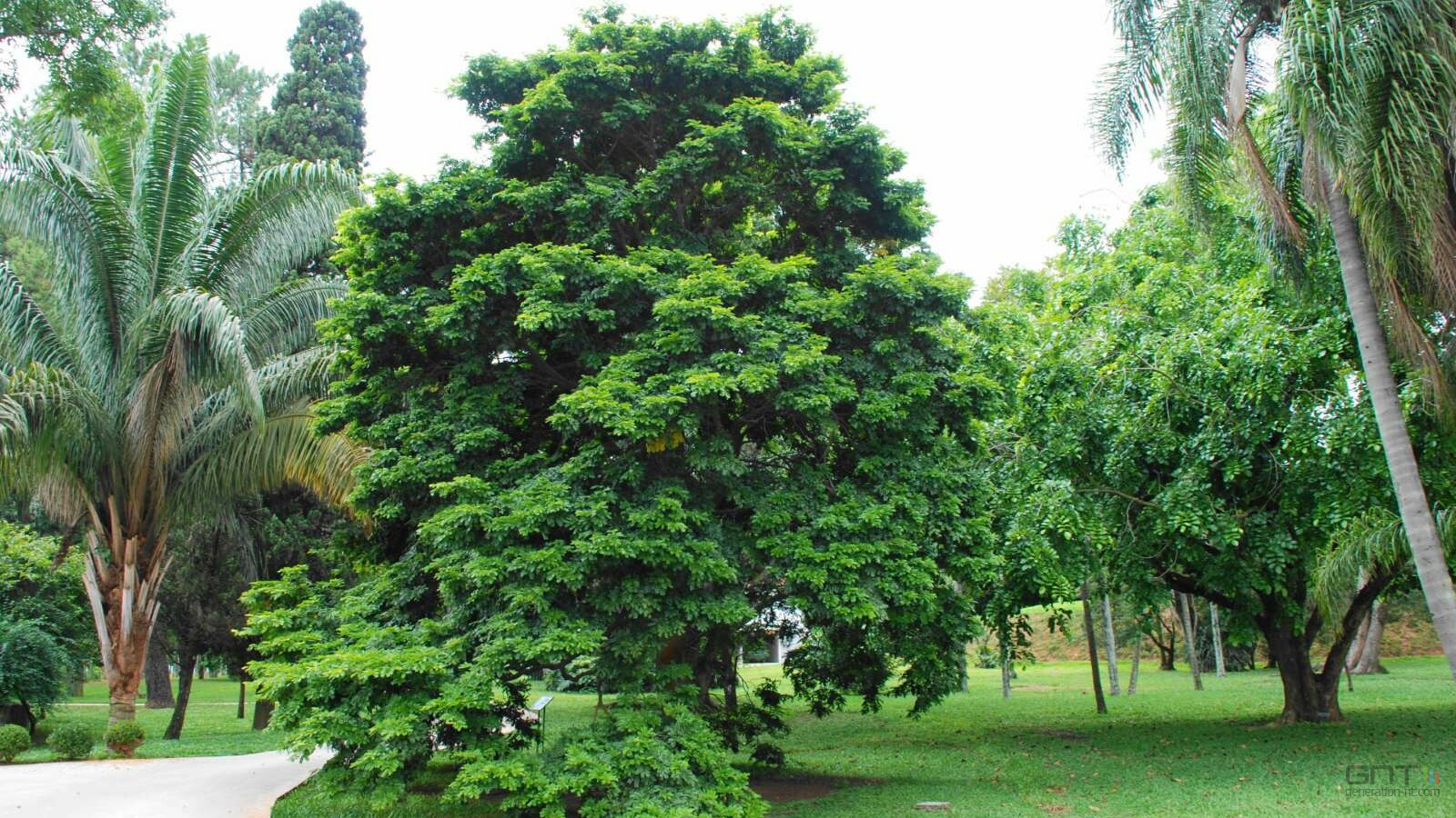 Panique à l'orchestre : ce bois rare qui pourrait disparaître des magasins