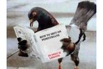 pigeon (Small)