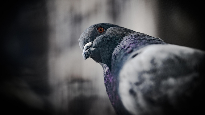 pigeon