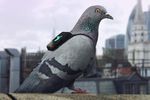 pigeons