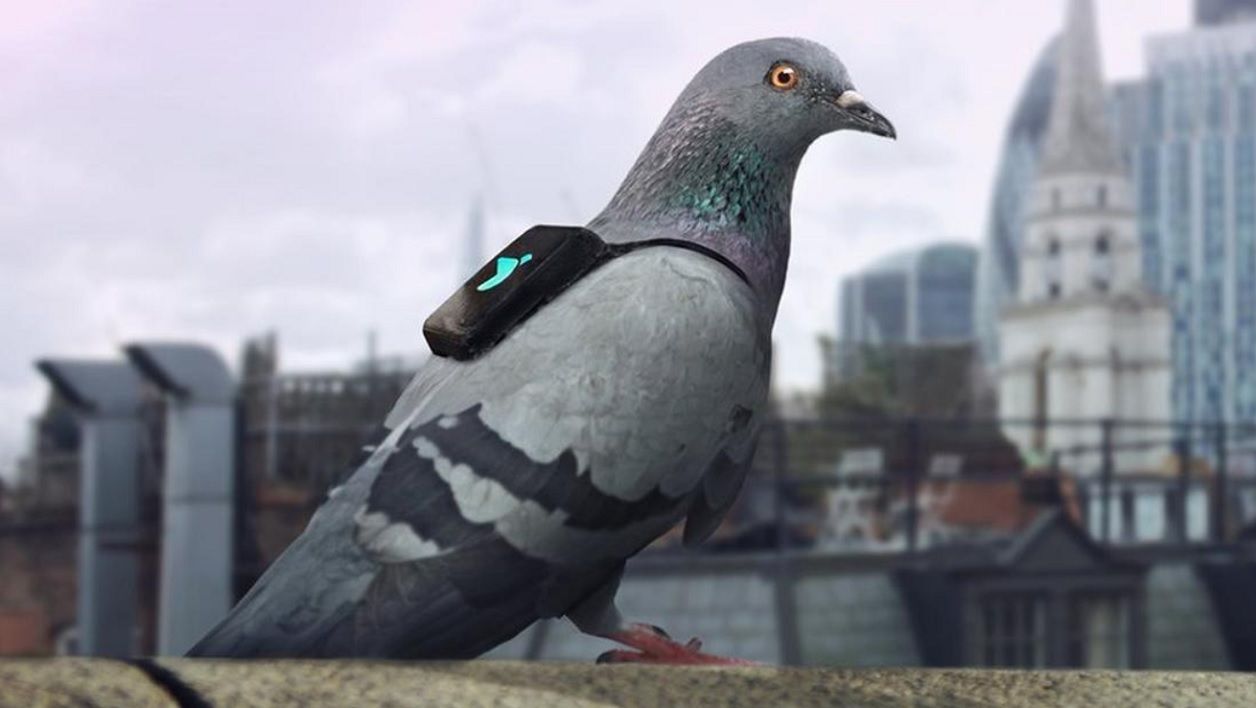 pigeons
