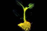 plante phorphorescente