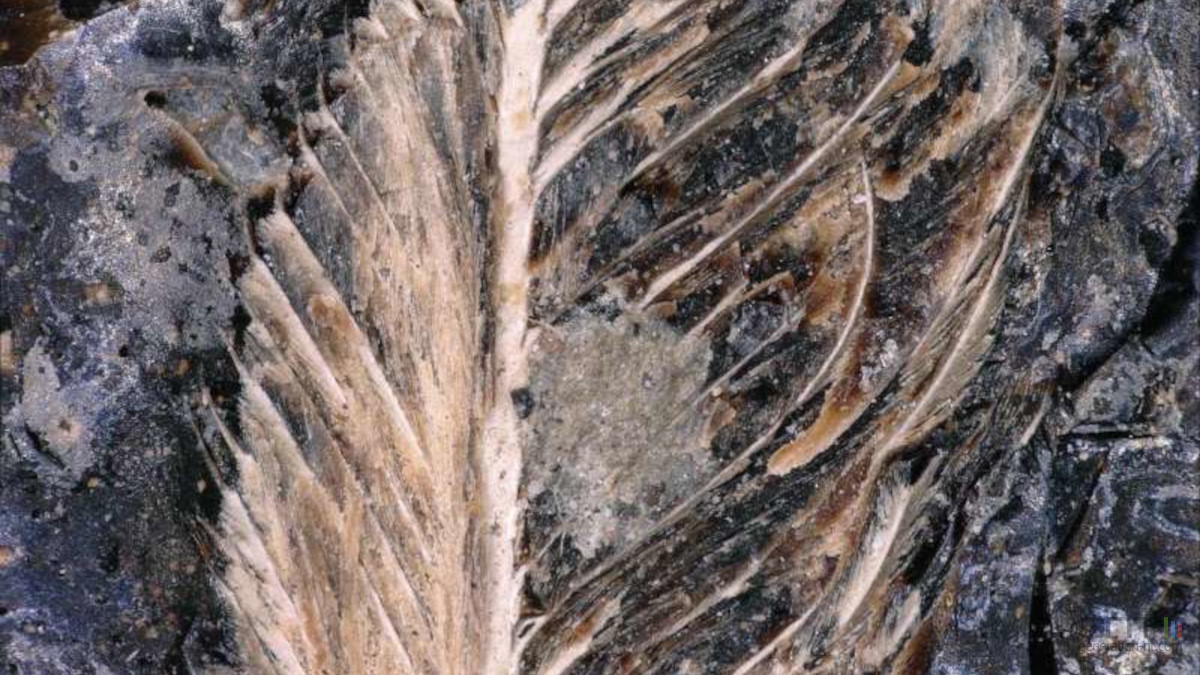 Une plume dans un excrément de dinosaure éclaire sur la survie des oiseaux
