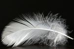 plume