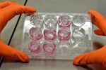 Poietis