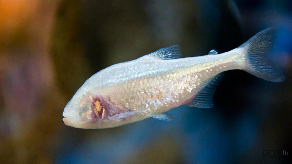 Ce poisson aveugle prouve que le cerveau ne crée rien, il recycle