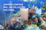 Poisson lion robot tueur