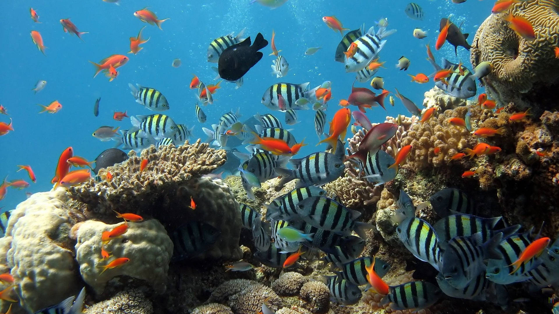 L'acidification des océans brise la vie sociale des poissons de récif