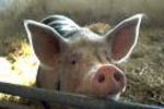 porc