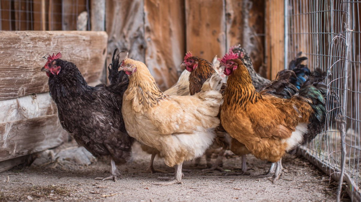 Grippe aviaire H9N2 en Italie : faut-il vraiment s'inquiéter de ce premier cas humain ?