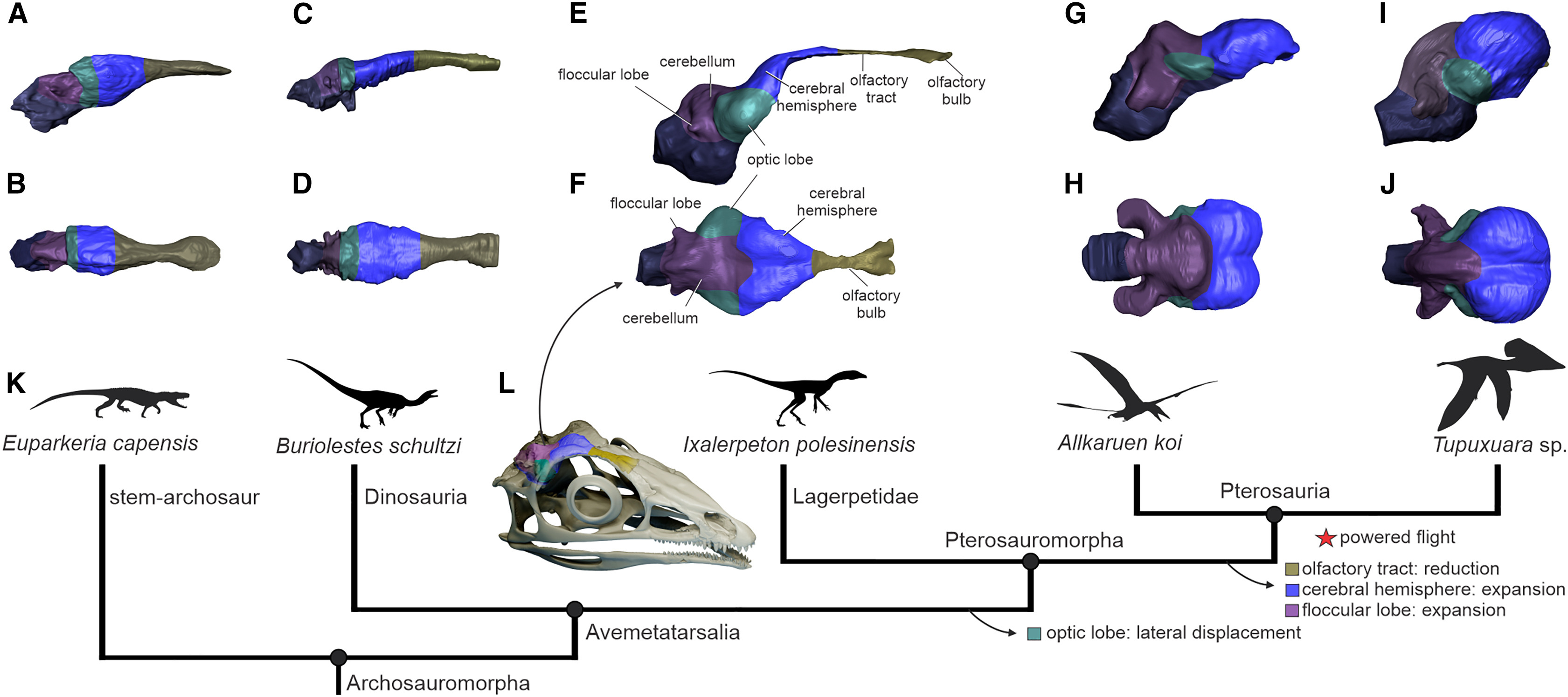 pterosaure archosaure evolution cerveau