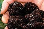 Des puces dans les truffes