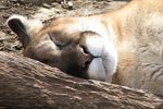Puma-endormi_Mountain_Lion-GNT