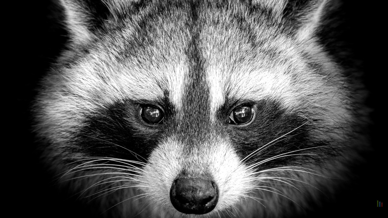 raccoon