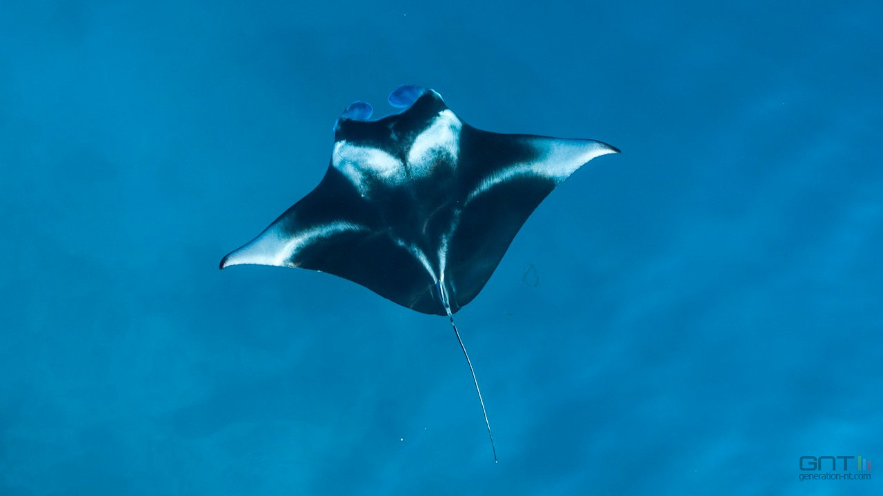 Le refuge secret des raies manta pour grandir en paix