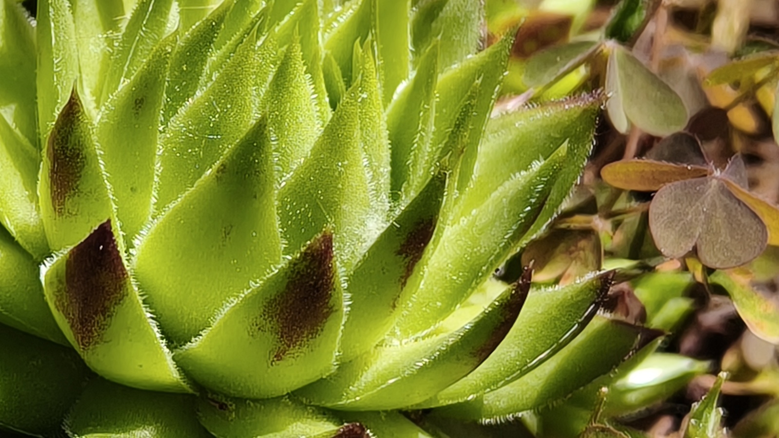 realme GT 7 macro 01