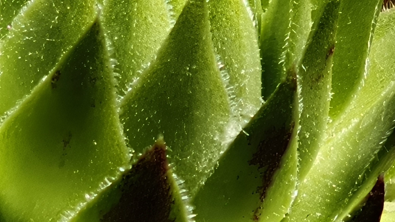 realme GT 7 macro 02