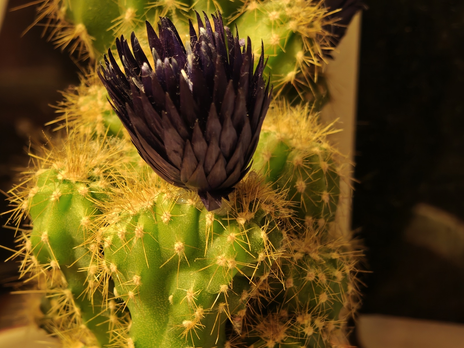 realme GT 8 Pro photo macro