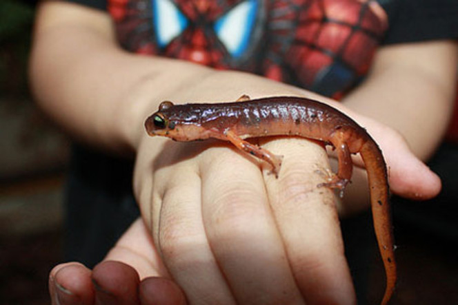 régénération salamandre