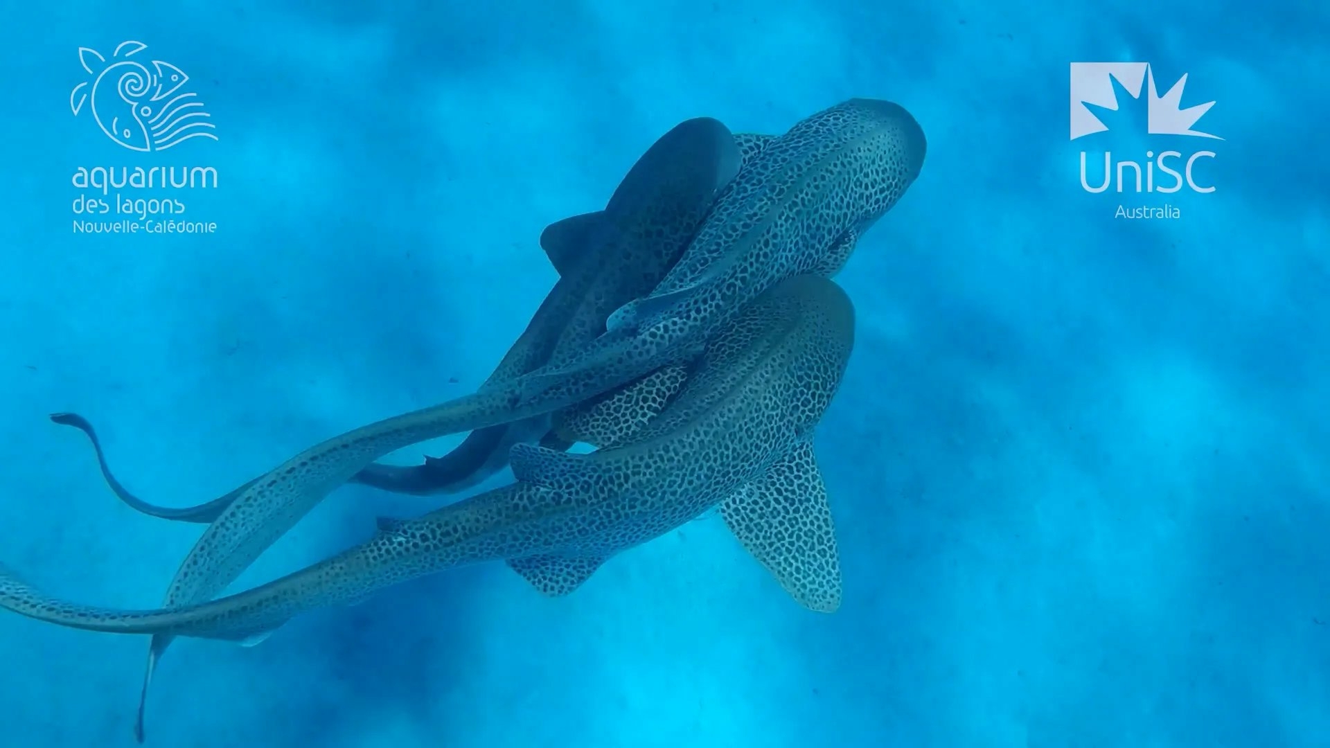 Requin leopard 01
