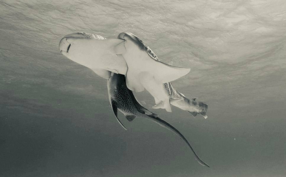 Requin leopard 02