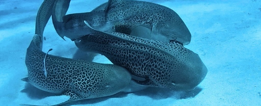 Requin leopard 03