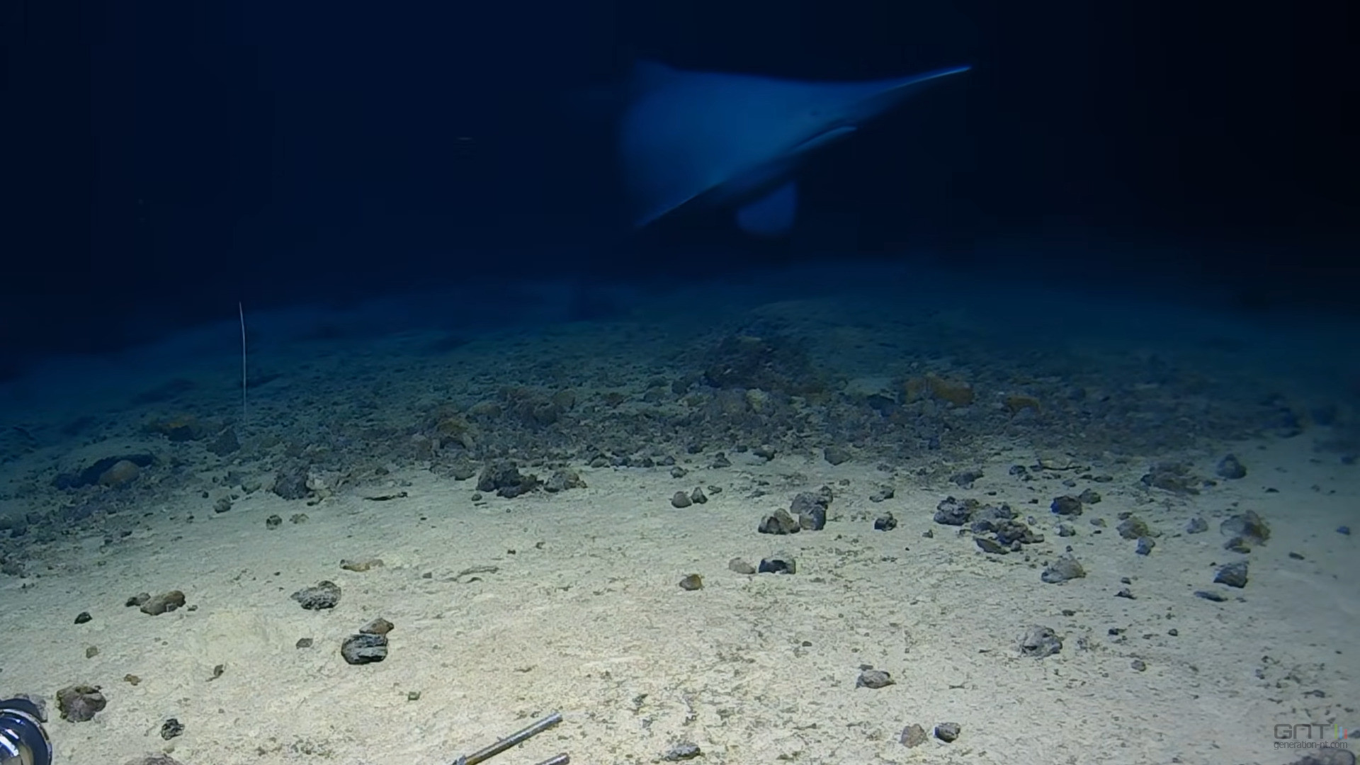 Le mystérieux requin lutin filmé dans son habitat naturel