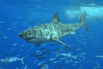 Requin