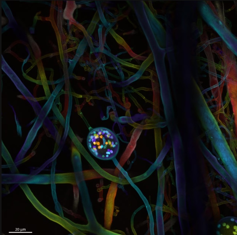 mushroom network microscopic observation