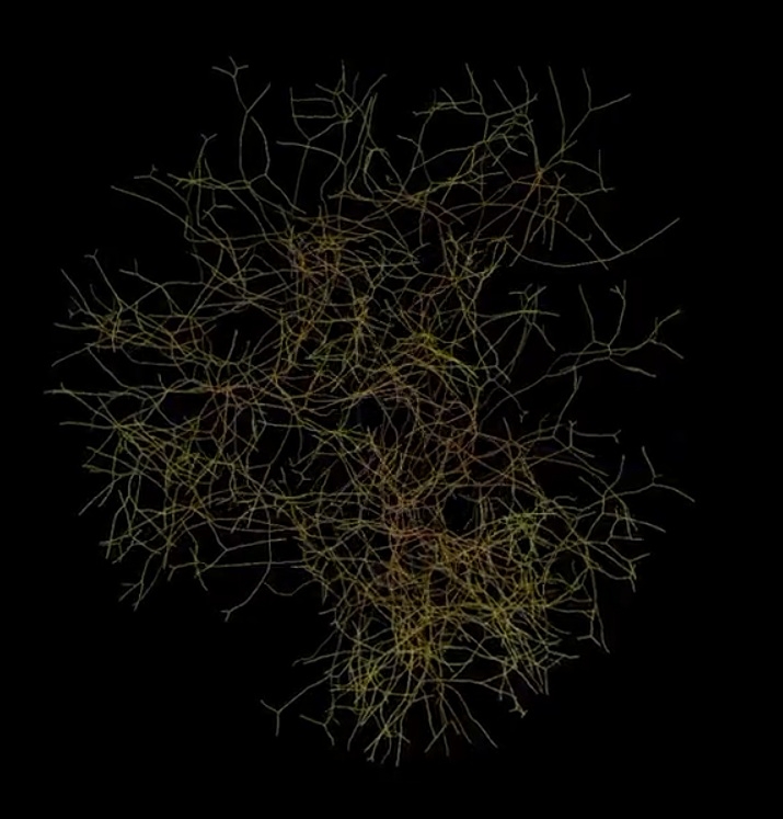 carbon sink mushroom network