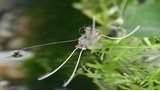 Rhagobot : le mini-robot qui marche sur l'eau comme un insecte