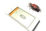 RoboRoach kickstarter