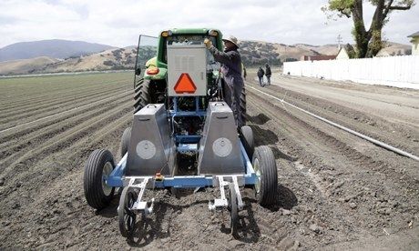 Robot-in-farming--Lettuce-007
